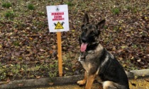 Bocconi killer: il cane antiveleno "Senna" scova esche avvelenate nel Cremasco