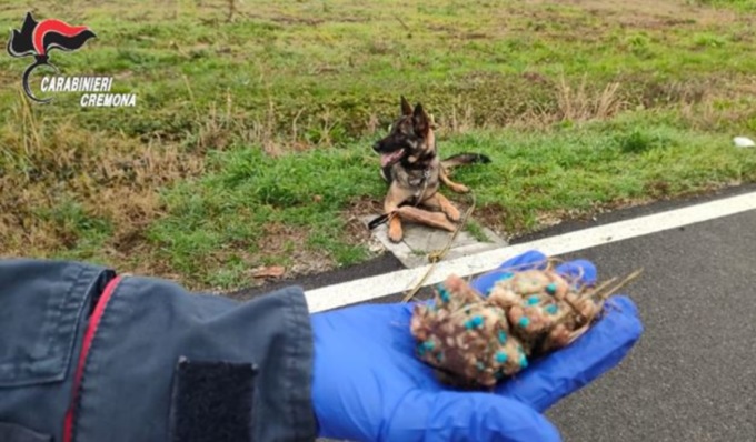 Trovate polpette avvelenate sulla ciclabile Romanengo-Offanengo