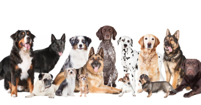 In partenza a Cremona un corso online gratuito per i proprietari di cani