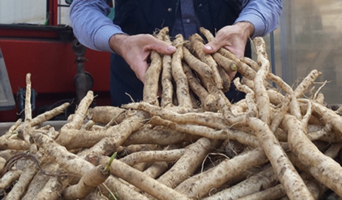 Alla Sagra delle Radici di Soncino il marchio “Sagra di Qualità”