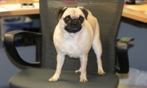 I dipendenti di ATS Val Padana potranno andare in ufficio con il proprio cane