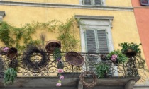 Tornano le "Invasioni Botaniche": il centro di Cremona trasformato in un tappeto fiorito