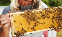 Spazio all'Informazione, esperienze di apicoltura urbana a Cremona