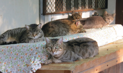 Cremona tutela gli animali, presto il progetto per la nuova colonia felina