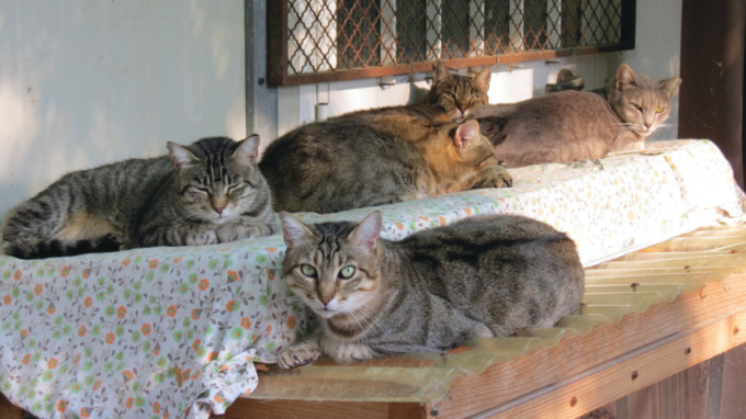 Cremona tutela gli animali, presto il progetto per la nuova colonia felina