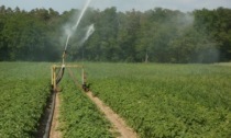Coldiretti Cremona: “SOS semine, fondamentale garantire acqua per l’irrigazione”