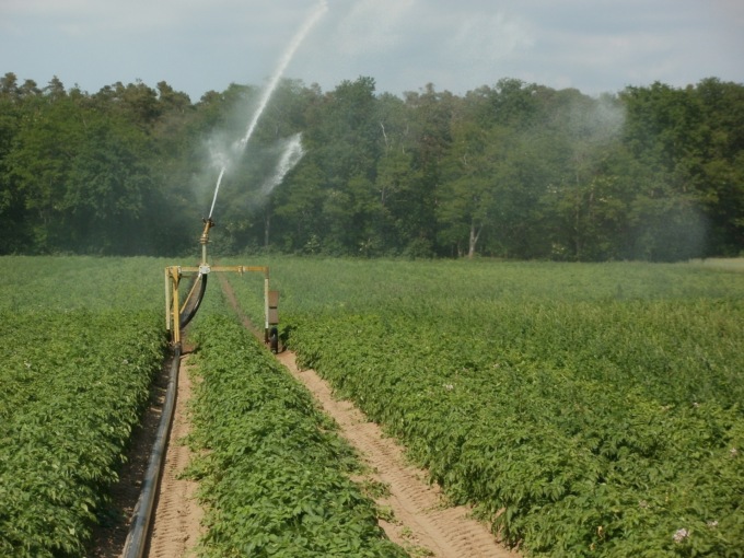 Coldiretti Cremona: “SOS semine, fondamentale garantire acqua per l’irrigazione”