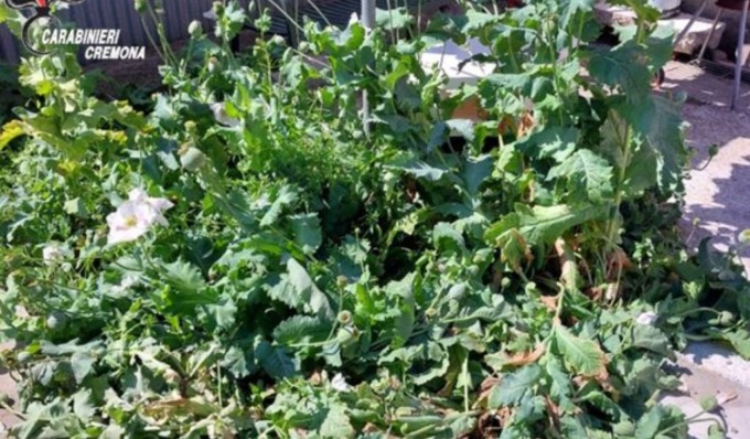 Coltiva piante di papavero in giardino, in casa buste e barattoli contenenti bulbi essicati