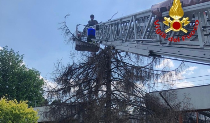 Albero pericolante all’interno della scuola d’infanzia: arrivano i Vigili del Fuoco
