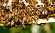 E' SOS miele lombardo per pioggia e sbalzi termici: produzioni compromesse per acacia, millefiori e tarassaco