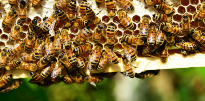 E’ SOS miele lombardo per pioggia e sbalzi termici: produzioni compromesse per acacia, millefiori e tarassaco