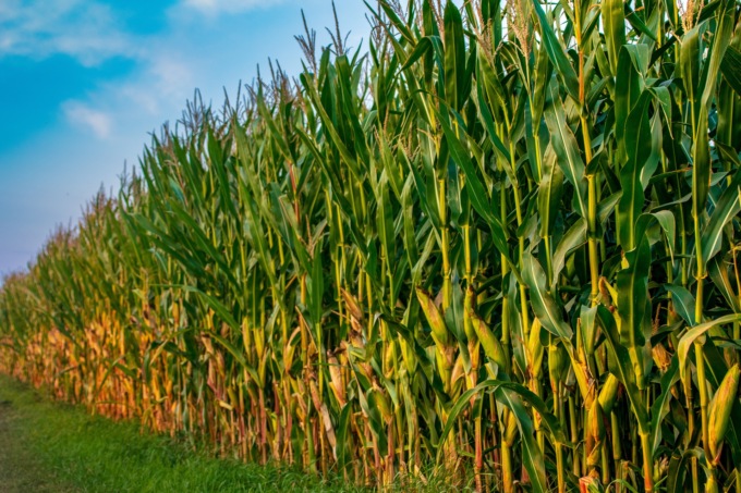 Aziende Agricole: dalla Regione arrivano a Cremona 4,18 milioni di euro