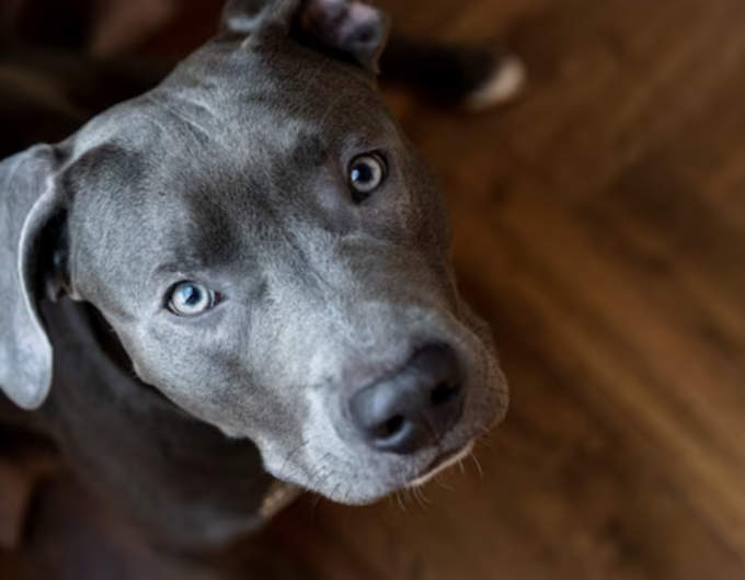 Ruba un pitbull al canile di Cremona e scappa, denunciato per furto aggravato