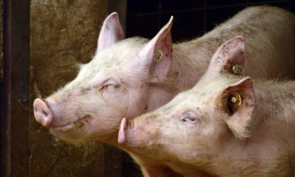 Peste Suina Africana, nel 2023 già controllati 92 allevamenti cremonesi