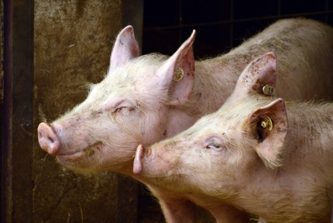 Peste Suina Africana, nel 2023 già controllati 92 allevamenti cremonesi