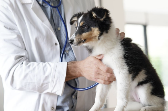 Graffette in un boccone di cibo ingerito, cane rischia l’avvelenamento nel Cremasco