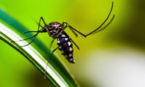 Virus Dengue, confermato il primo caso in provincia di Cremona