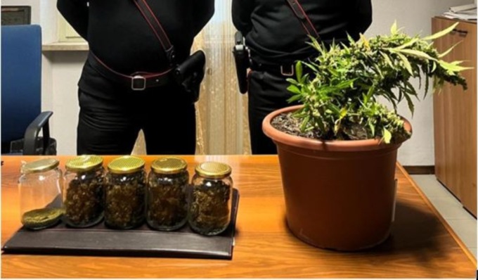 Coltiva sul tetto di casa una pianta di canapa indiana, denunciato 24enne