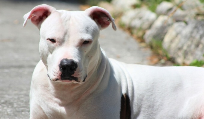 Il suo cane morde un passante: “Se continui a lamentarti ti faccio azzannare ancora”
