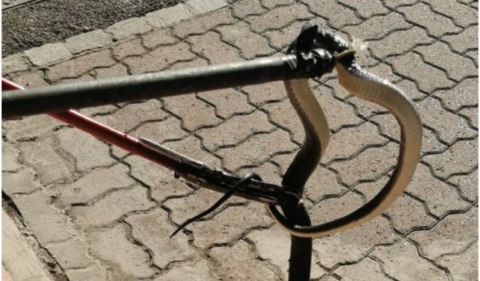 Il video della biscia trovata all’interno di un quadro elettrico