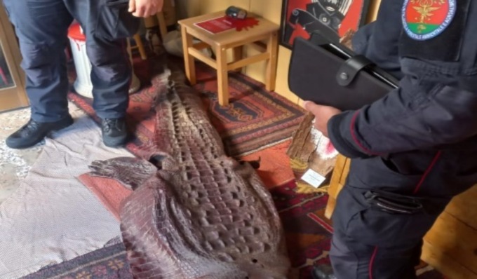 Sequestrata in una galleria d’arte del centro di Cremona una maestosa pelle di coccodrillo lunga 2 metri