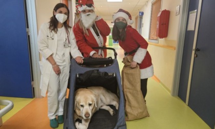In pediatria a Crema arriva "Boston" un Babbo Natale a quattro zampe per consegnare doni ai più piccoli