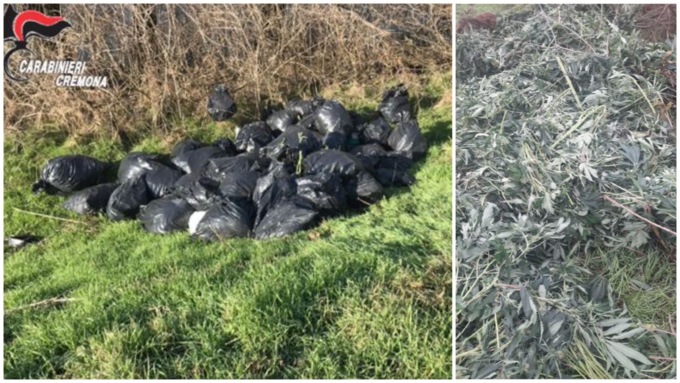 Chi si è sbarazzato di 25 sacchi di marijuana lungo l’argine del fiume Oglio?