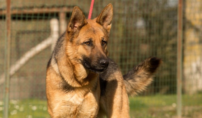 Uccide pastore tedesco a badilate, gli animalisti insorgono