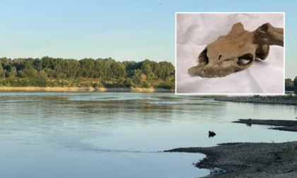 Dal fiume Po affiora il cranio di un cervo megacero: risale a circa 180-200mila anni fa