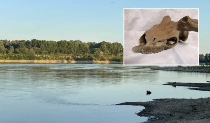 Dal fiume Po affiora il cranio di un cervo megacero: risale a circa 180-200mila anni fa