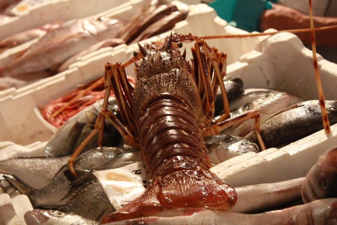 Ruba crostacei dal valore di centinaia di migliaia di euro, 60enne in carcere a Cremona