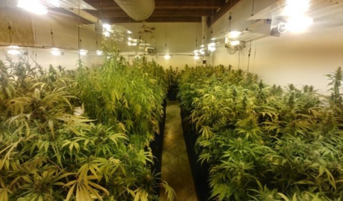 Nel capannone 150 chili di droga e centinaia di piantine di marijuana