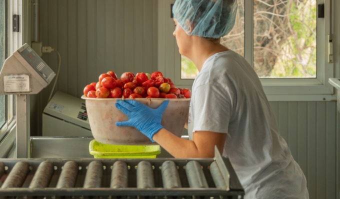 Campagna del pomodoro, si cercano 1.250 lavoratori: recruiting day anche in provincia di Cremona