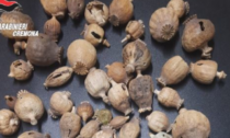 Stazione ferroviaria, 35enne nascondeva 90 bulbi di papavero da oppio e hashish