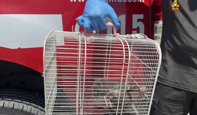 Gattino intrappolato in un fosso tombinato, lo salvano i Vigili del Fuoco