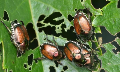 La Popillia Japonica è arrivata anche nel Cremasco, ecco come difendersi