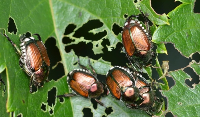 La Popillia Japonica è arrivata anche nel Cremasco, ecco come difendersi