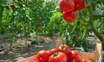 In provincia di Cremona al via la raccolta del pomodoro, l'effetto maltempo fa calare la produzione