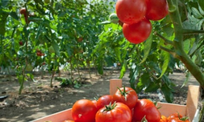 In provincia di Cremona al via la raccolta del pomodoro, l'effetto maltempo fa calare la produzione