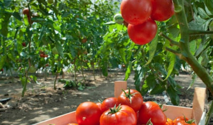In provincia di Cremona al via la raccolta del pomodoro, l’effetto maltempo fa calare la produzione