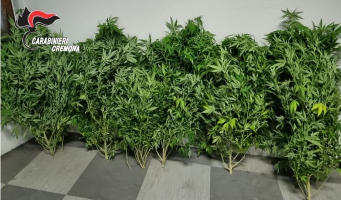 In casa cocaina, hashish, marijuana e sei piante di canapa indiana: 26enne arrestato