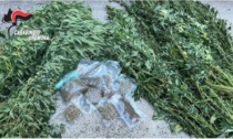 In casa un chilo di marijuana, in giardino una coltivazione di canapa: coppia arrestata