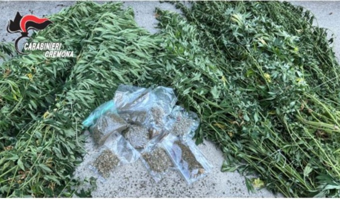 In casa un chilo di marijuana, in giardino una coltivazione di canapa: coppia arrestata