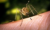 Virus West Nile: scoperto secondo donatore di sangue positivo nel Cremonese