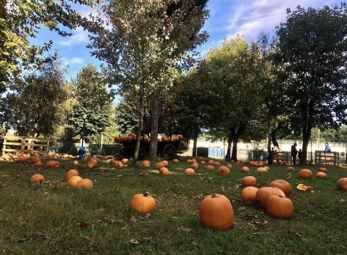Al via la quinta edizione del Villaggio delle Zucche PuraVida Farm: appuntamento il 14 Settembre con La pigiatura dell’Uva