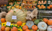 Festa della zucca al mercato Campagna amica, un omaggio ai colori ed ai sapori dell'autunno