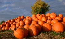 Halloween e zucche, il maltempo porta a un calo del 30% della produzione