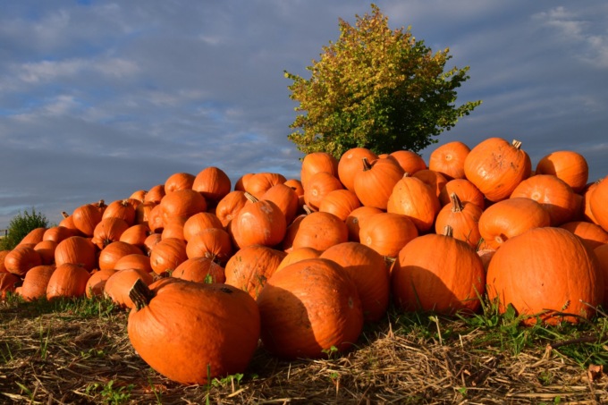 Halloween e zucche, il maltempo porta a un calo del 30% della produzione