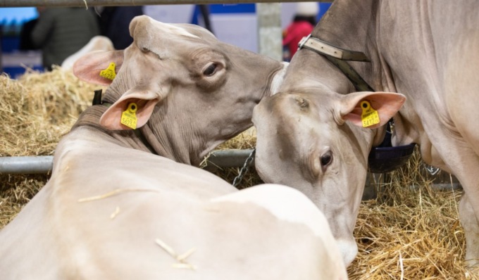 Cosa fare a Cremona e provincia: gli eventi del weekend (30 novembre – 1 dicembre 2024)