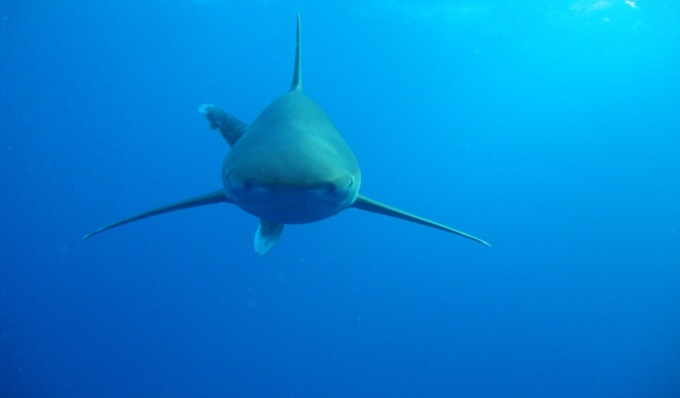 Turisti italiani attaccati da uno squalo a Marsa Alam, cremonese ferito mentre tenta di salvare l’amico
